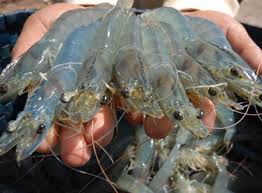 Kinh doanh tôm chứa tạp chất có thể bị tội hình sự